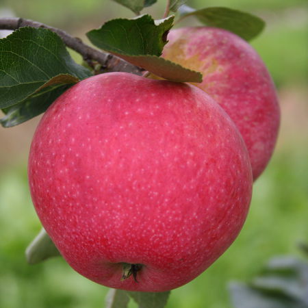 Apfel ParadisÂ® FantasiaÂ®