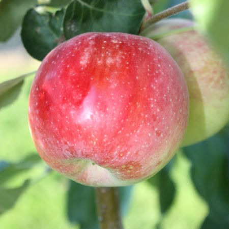 Apfel ParadisÂ® JulkaÂ®