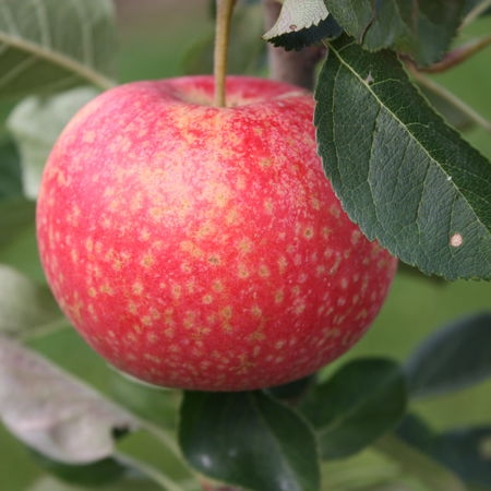 Apfel ParadisÂ® KatkaÂ®