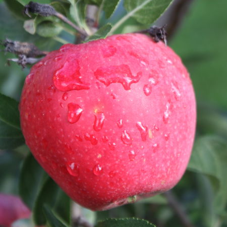Apfel ParadisÂ® MyraÂ®