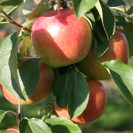 Apfel ParadisÂ® New Year