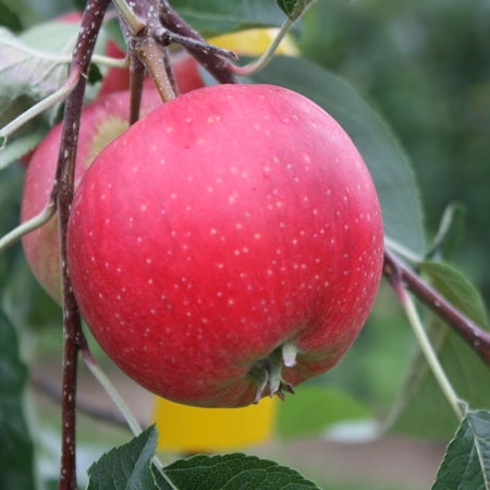 Apfel ParadisÂ® NinifeeÂ®