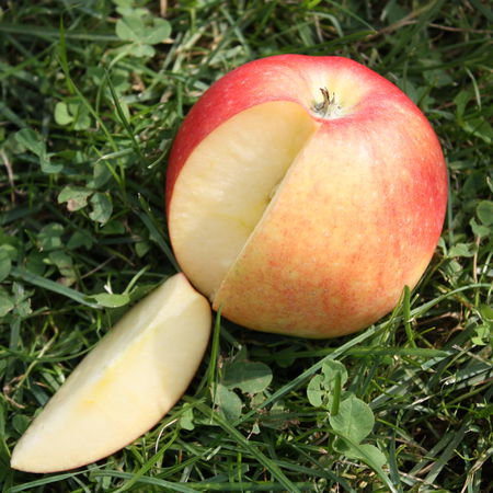Apfel ParadisÂ® UtopiaÂ®