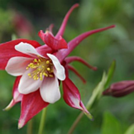Aquilegia 'Spring Magic Rot-WeiÃ'
