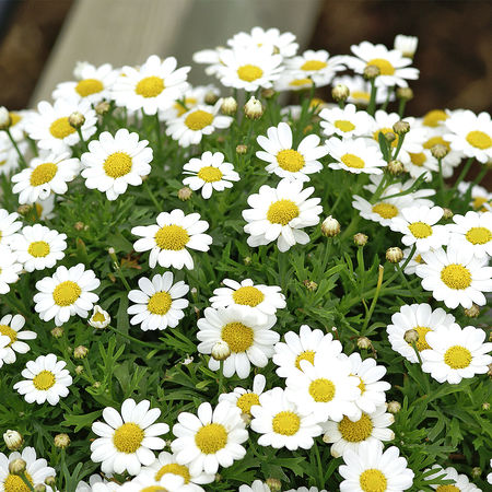 Strauchmargerite Weiss (8er Set)