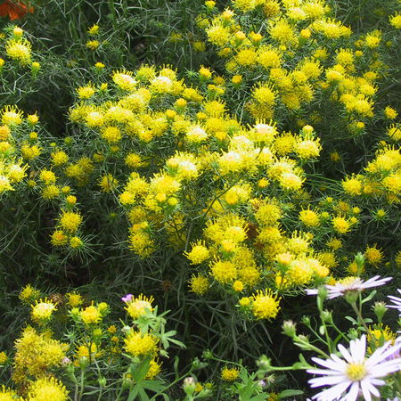 Aster linosyris