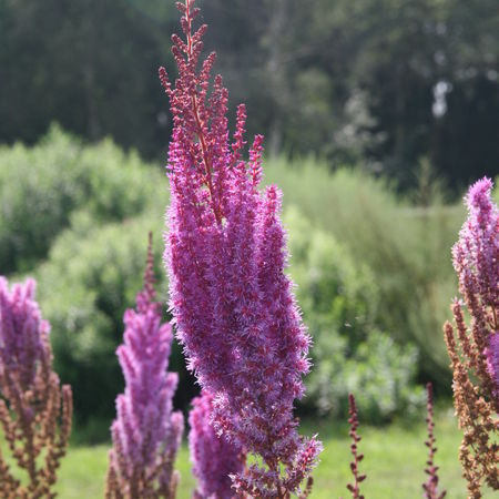 Astilbe x chinensis var. taquetii 'Purpurlanze'