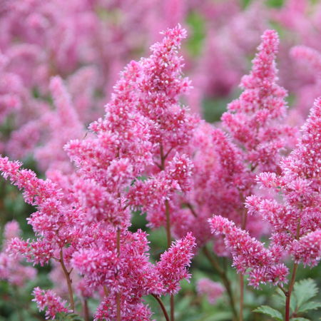 Astilbe x japonica 'Bremen'