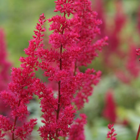 Astilbe x japonica 'Red Sentinel'