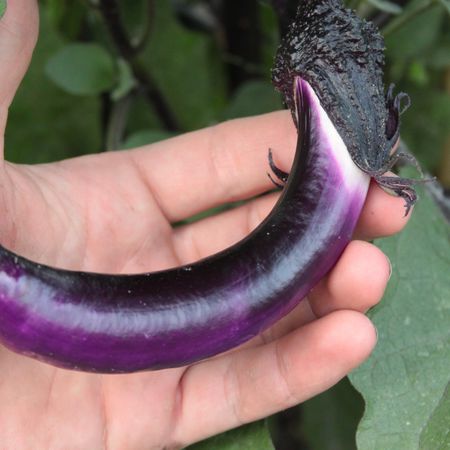 Aubergine, Schlangenaubergine 'Ping Tung'