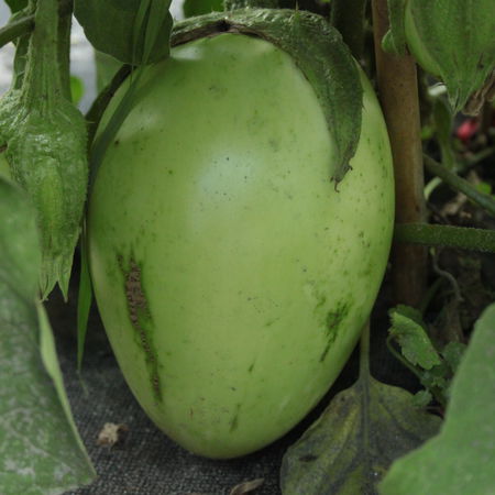 Aubergine 'Applegreen'