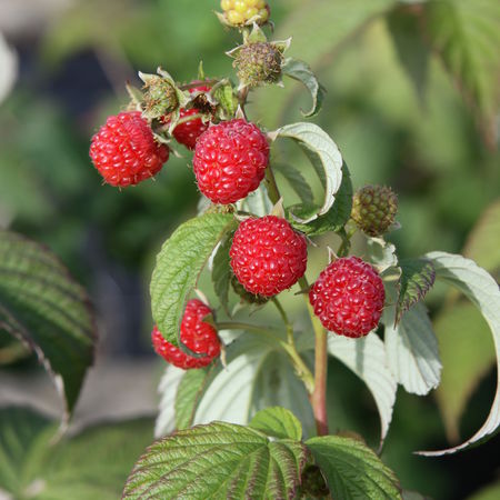 Herbsthimbeere PrimeberryÂ® 'Autumn Wildly'Â®