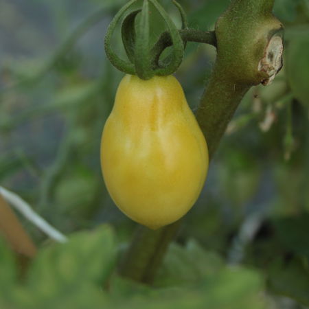 Tomate, Heirloom-Tomate 'Barrys Crazy Cherry'