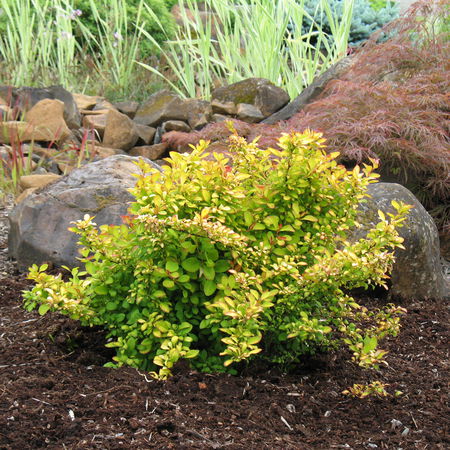 Berberis thunbergii 'Limoncello'Â®