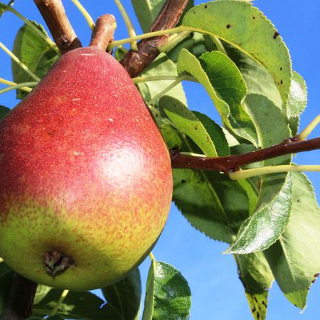Birne Gute Luise