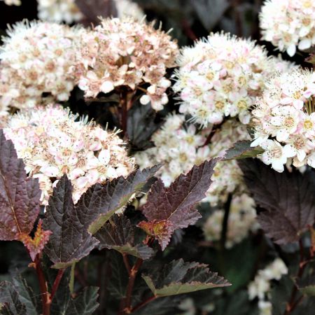 Blasenspiere 'Diabolo'Â®