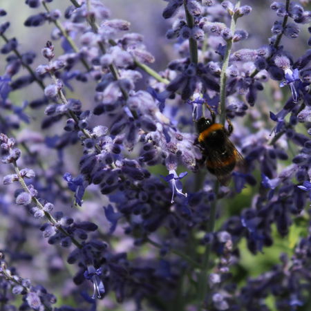 Blauraute 'Lacey Blue'Â®