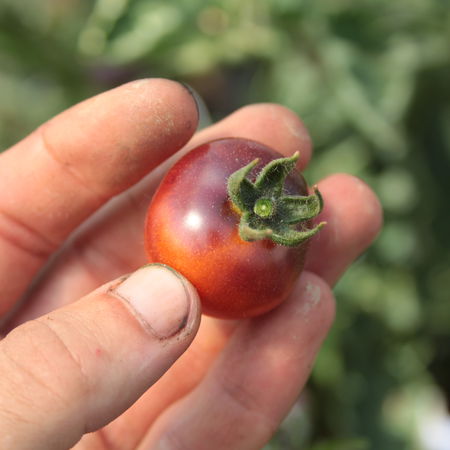 Tomate, Heirloom-Tomate 'Blue Berry'