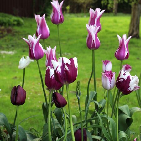 Blumenzwiebelbeet Â»FrÃ¼hlingsgrussÂ«