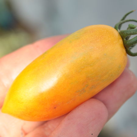 Tomate, Heirloom-Tomate 'Blush'