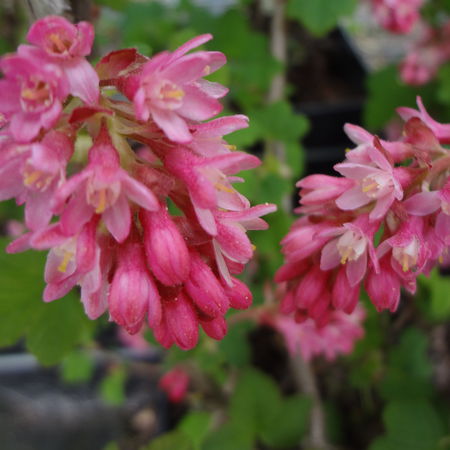 Ribes sanguineum 'King Edward VII'