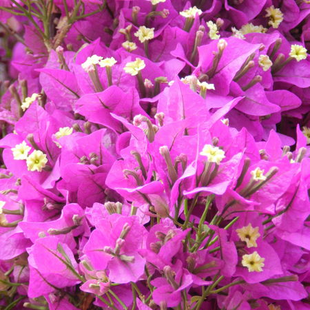 Bougainvillea glabra 'Sanderiana'