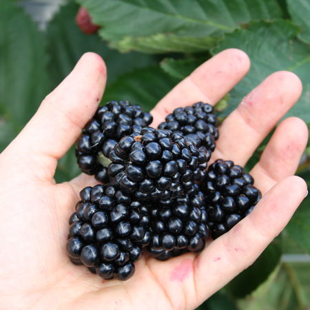 Brombeere DirettissimaÂ® MontblancÂ®