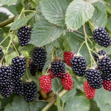 Brombeere NavahoÂ® The Big EasyÂ®