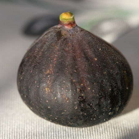 Feigenbaum Brown Turkey