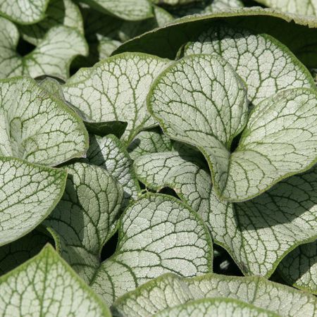 Brunnera macrophylla 'Jack Frost' (R)