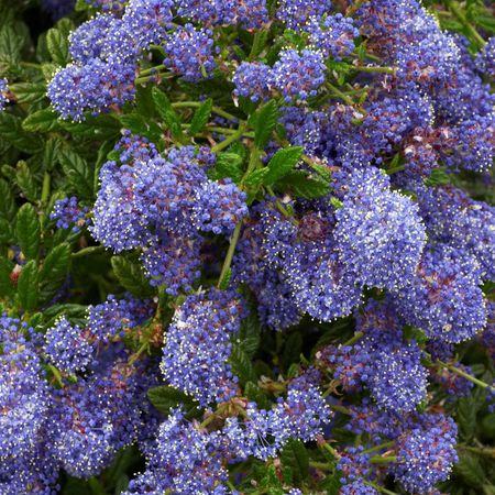 SÃ¤ckelblume 'Blue Diamond' 
