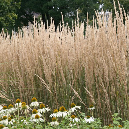 Calamagrostis x acutiflora 'Karl Foerster'