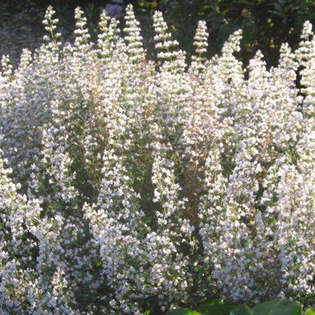 Calamintha nepeta 'Triumphator'