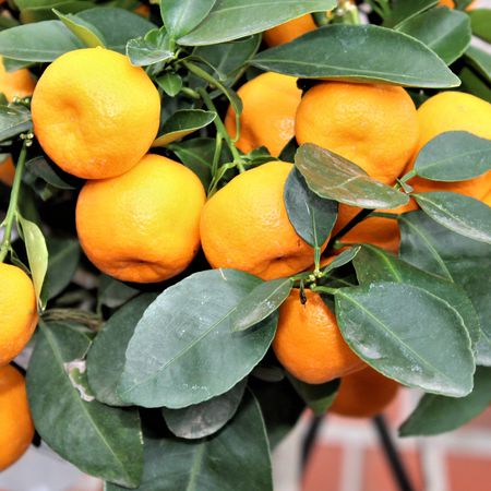 Calamondin