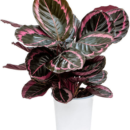 Calathea 'Suprise Star'
