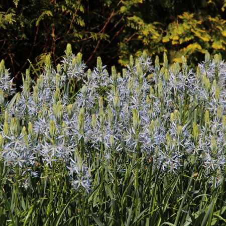 PrÃ¤rielilie 'Blue Heaven'Â®