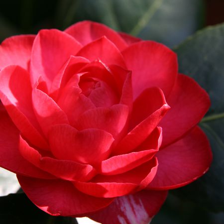 Camellia japonica 'Black Lace'