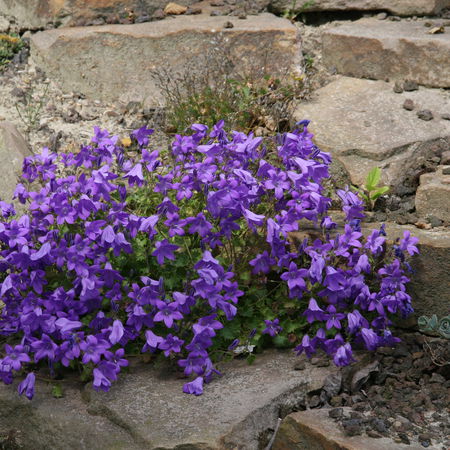 Campanula portenschlagiana 'Birch Hybrid'