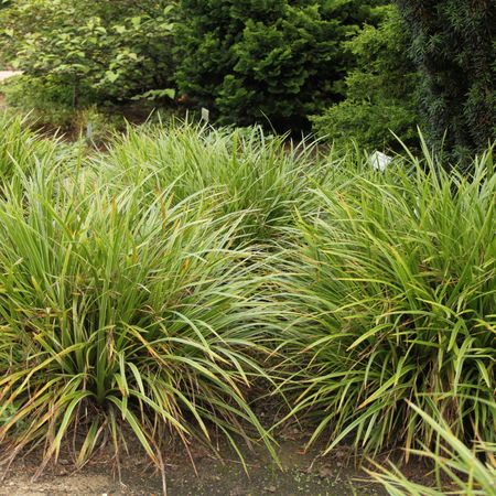Carex morrowii 'Variegata'