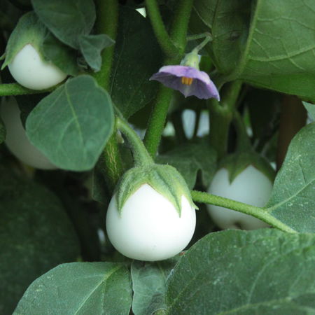 Aubergine 'Casper'