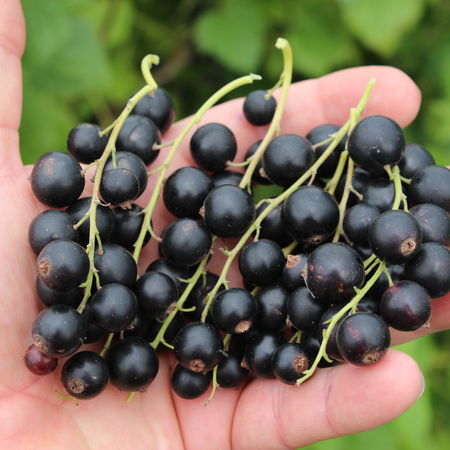 CassissimaÂ® BlackbellsÂ®