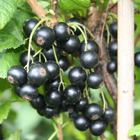 Johannisbeerstrauch LuberissimaÂ® CassissimaÂ® 'Nimue'Â®