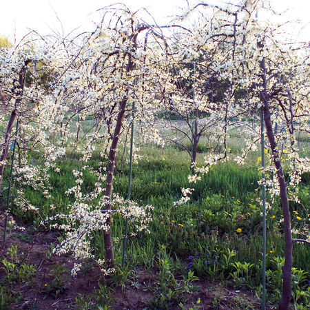 Kanadischer Judasbaum 'Vanilla Twist'