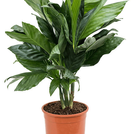 Chamaedorea metallica