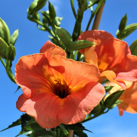 Chinesische Trompetenblume