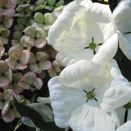 Chinesischer Blumenhartriegel
