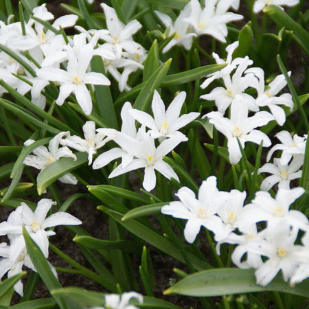 Sternhyazinthe 'Alba'