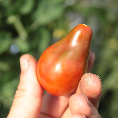 Tomate, Heirloom-Tomate 'Chocolate Pear'