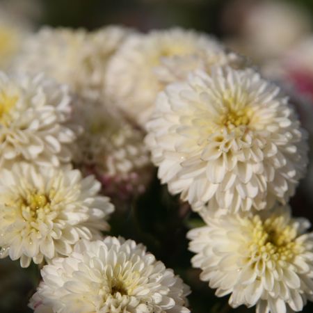 Chrysanthemum x hort. 'White Bouquet'