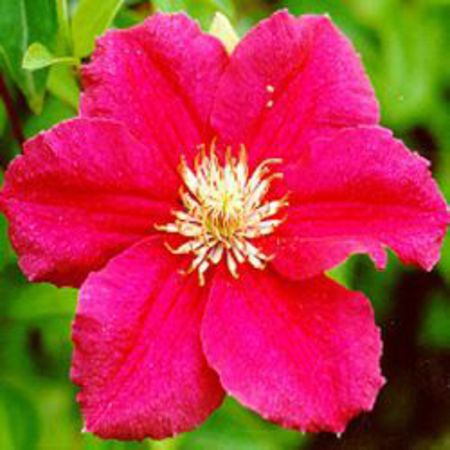 Clematis, Waldrebe 'Ernest Markham'